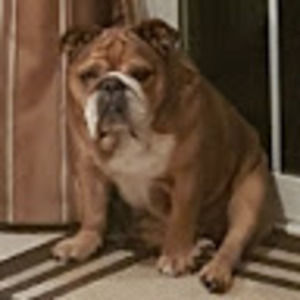 Meet your Posher, Tony